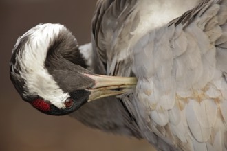 Common Crane, Grus grus, detail portrait, big bird in the nature habitat, Lake Hornborga, Sweden,