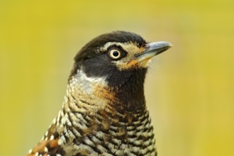 Spotted Laughingthrush, Garrulax ocellatus, Detail portrait of bird. Bird in the nature, close-up