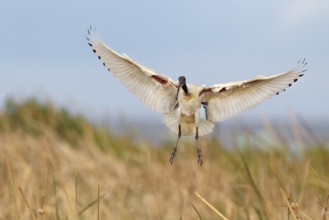 Australian White Ibis (Threskiornis molucca) flying, Victoria, Australia, Oceania