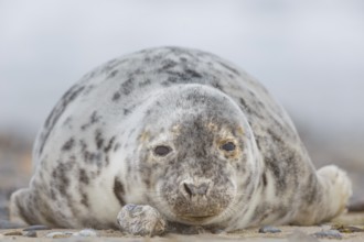 Kegelrobbe, Halichoerus grypus Grey Seal, Halichoerus grypus