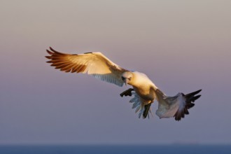 Northern Gannet (Morus bassanus) flying, Schleswig-Holstein, Germany, Europe