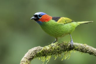 Red-necked Tanager (Tangara cyanocephala) perched on a branch in the Atlantic Rainforest of Brazil