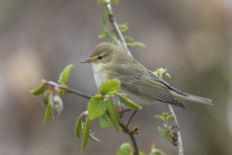 Willow Warbler (Phylloscopus trochilus) perched on a branch, North-Rhine-Westphalia, Germany,