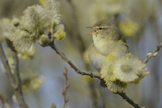Willow Warbler (Phylloscopus trochilus) singing, Texel, Netherlands