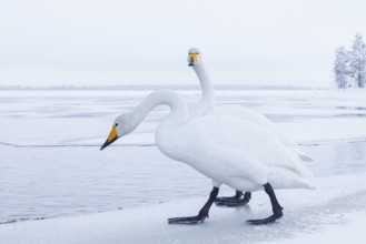 Whooper Swan (Cygnus cygnus), Finland, Europe