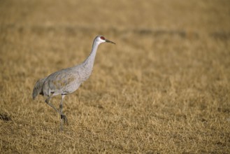Sandhill Crane (Antigone canadensis), New Mexico, USA, North America