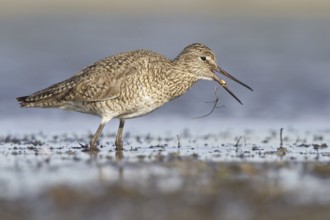 Willet (Tringa semipalmata) calling, Alberta, Canada, North America