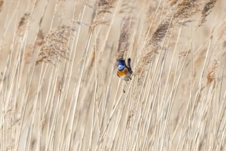 Bluethroat (Luscinia svecica cyanecula) male perched in reedbed, Mecklenburg-Western Pomerania,