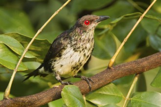 Metallic Starling (Aplonis metallica) juvenile, Queensland, Australia, Oceania