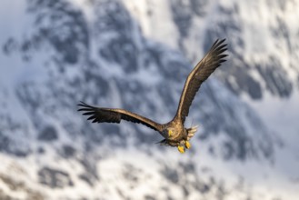White-tailed eagle (Haliaeetus albicilla), in flight, Lofoten, Norway, Europe