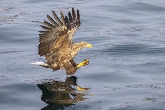 White-tailed eagle (Haliaeetus albicilla), in flight, Lofoten, Norway, Europe