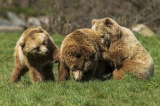 Three bears standing together in the grass, showing group affiliation and closeness, brown bear