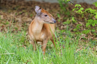 A male Red Forest Duiker (Cephalophus natalensis) stands in a green meadow, eating grass and herbs