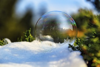Freezing soap bubble in the snow, frost in the garden, ice crystals, cold winter weather, winter