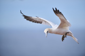 Northern gannet (Morus bassanus) flying over the sea, landing, wildlife, Helgoland, Germany, Europe