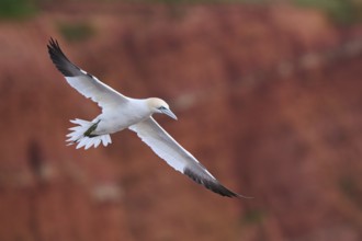 Northern gannet (Morus bassanus) flying over the cliffs, wildlife, Helgoland, Germany, Europe