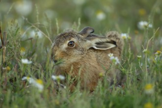 European brown hare (Lepus europaeus) juvenile leveret animal feeding amongst flowers in summer,