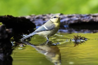 Blue Tit (Parus Caeruleus) Germany