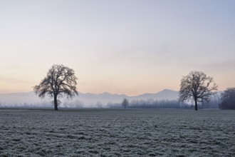 Two English oaks (Quercus robur), standing on cultivated land in the Reuss plain, Aristau, Freiamt,