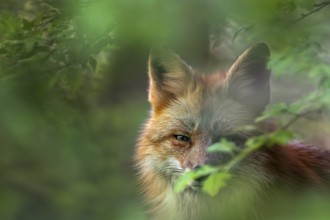 Close-up of red fox (Vulpes vulpes) looking through leaves in broadleaved forest in spring