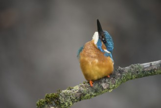 Common Kingfisher (Alcedo atthis) male perched on a branch, Lower Saxony, Germany, Europe