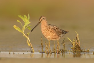 Short-billed Dowitcher (Limnodromus griseus), Texas, USA, North America