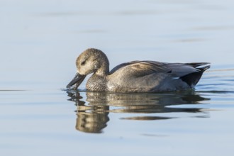 Gadwall (Mareca strepera) male, Baden-Wuerttemberg, Germany, Europe