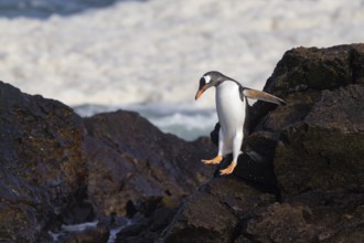 Gentoo Penguin (Pygoscelis papua) on cliff, Steeple Jason Island, Falkland Islands, South America