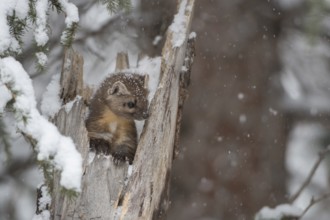 American Marten (Martes americana) climbing in tree trunk in snow, Yellowstone National Park, USA,
