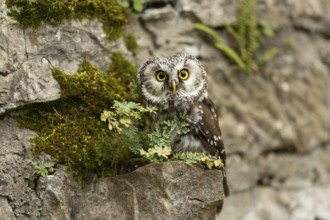 Boreal Owl (Aegolius funereus) captive, Germany, Europe
