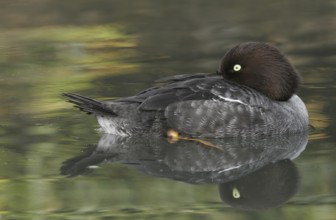 Common Goldeneye (Bucephala clangula) female, California, USA, North America