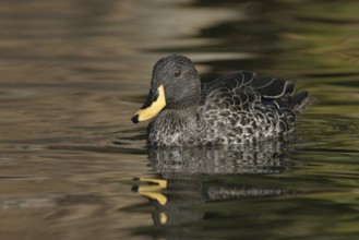 Yellow-billed Duck (Anas undulata), Arizona, USA, North America