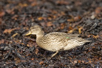 Eurasian Teal (Anas crecca) female foraging, Smaland, Sweden, Europe