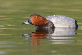 Common Pochard (Aythya ferina) male, Brandenburg, Germany, Europe