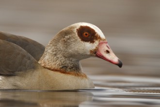 Egyptian Goose (Alopochen aegyptiaca), Utrecht, Netherlands