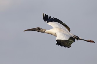 Wood Stork (Mycteria americana) flying, Florida, USA, North America