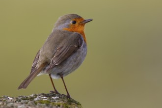 European Robin (Erithacus rubecula), North Rhine-Westphalia, Germany, Europe
