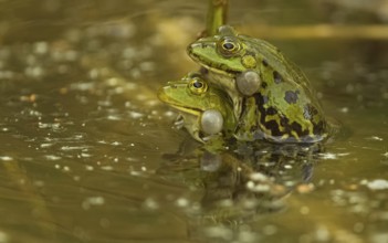Teichfrosch (Pelophylax)