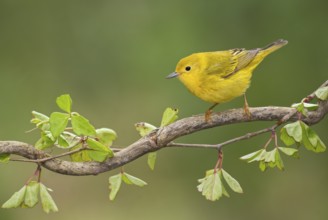 American Yellow Warbler (Setophaga aestiva) male perched on a branch, Texas, USA, North America