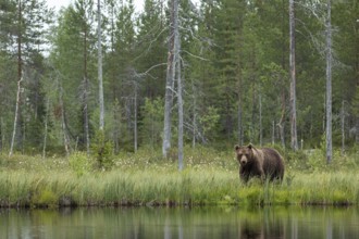 Brown Bear (Ursus arctos), on forest, Kainuu, Finland, Europe