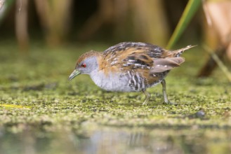 Baillon's Crake (Porzana pusilla palustris) foraging, Victoria, Australia, Oceania