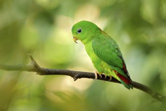 Blue-crowned hanging parrot, Loriculus galgulus, small mainly green parrot found, forest lowlands