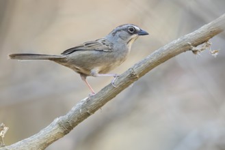 Oaxaca Sparrow (Aimophila notosticta) perched on a branch in Oaxaca, Mexico, Central America