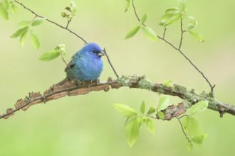 Indigo Bunting (Passerina cyanea) male perched on a branch, Texas, USA, North America