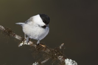Willow Tit - Weidenmeise - Poecile montanus ssp. borealis, Finland, Europe