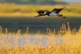 Black Stork (Ciconia nigra) flying, Greece, Europe