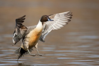 Northern Pintail (Anas acuta) male flying, British Columbia, Canada, North America