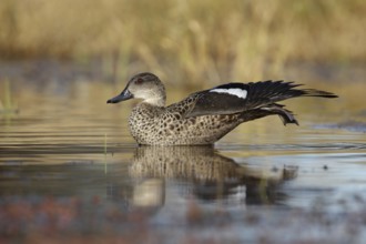 Grey Teal (Anas gracilis), Australian Capital Territory, Australia, Oceania