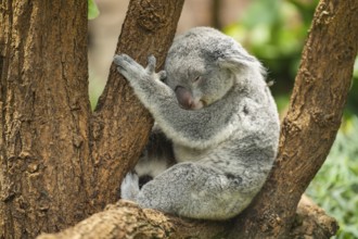 Koala (Phascolarctos cinereus) sitting on a tree, captive, distribution South Australia, Australia,