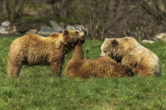 Three bears in a meadow in a relaxed moment, brown bear (Ursus (arctos), Germany, Europe